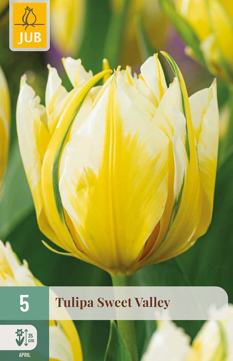 Tulipa Sweet Valley bloembol JUB 5 stuks
