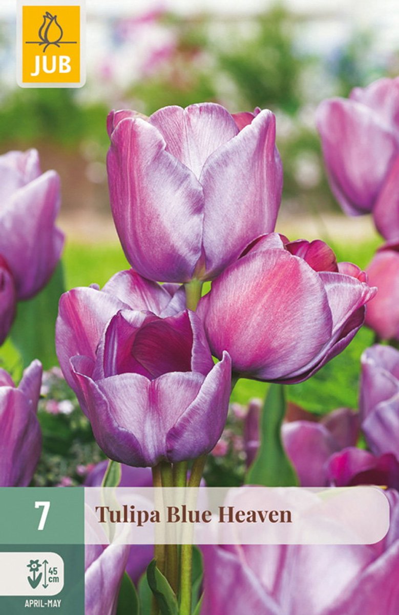 Tulipa Blue Heaven bloembol JUB 7 stuks