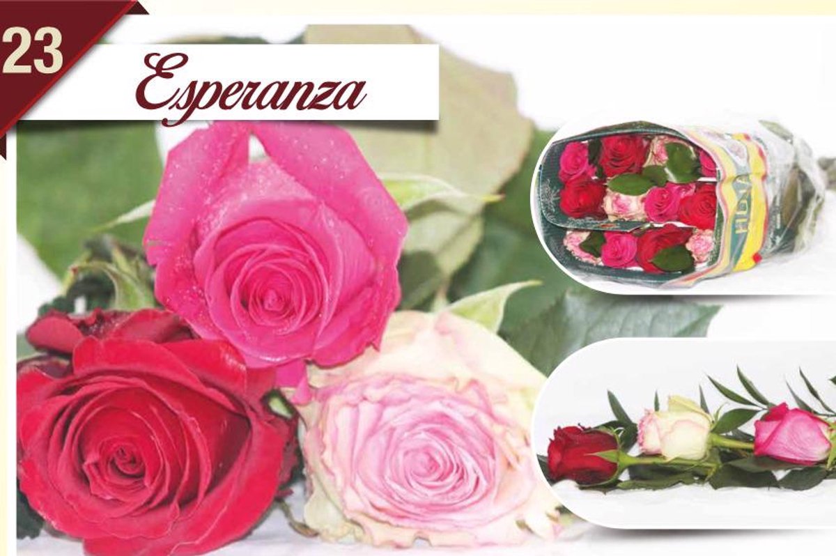 12x Rosa mix/bos hoja verde triett esperanza 50cm