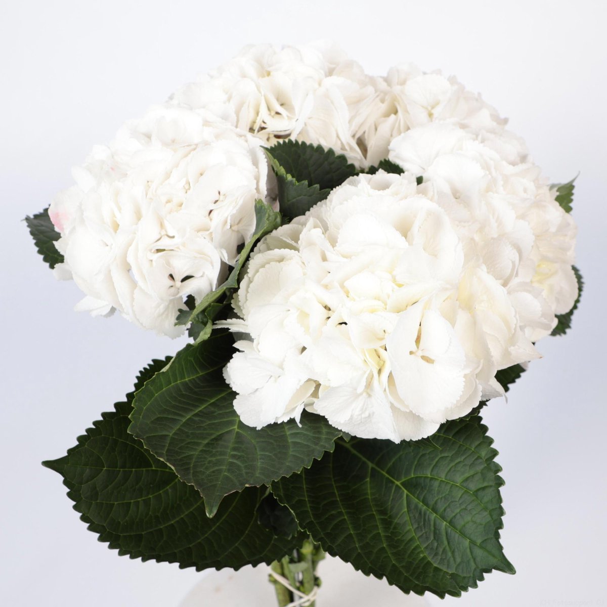10x Hydr.white verena 40cm