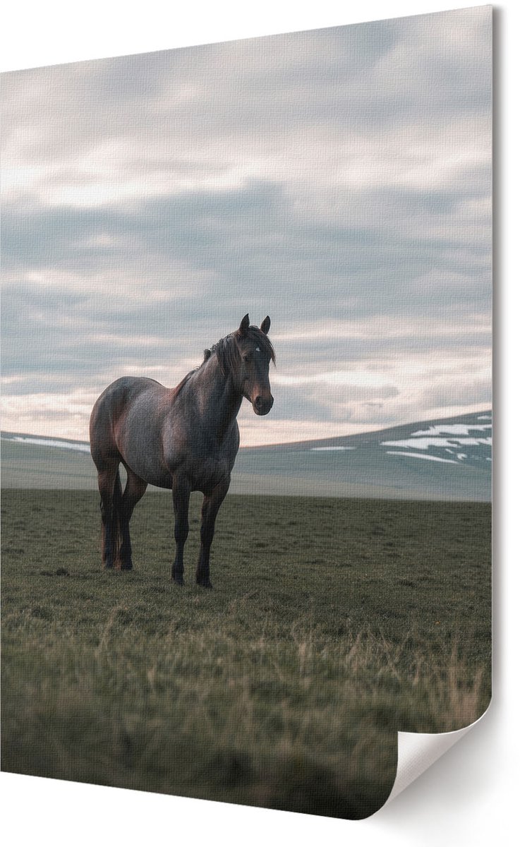 Coloray Polycanvas Poster - Paarden In De Wei, Fotografie - A2 - Groen Kunst - Rechthoek - Wandkunst - Woonkamer, Slaapkamer, Kantoor - Klassiek