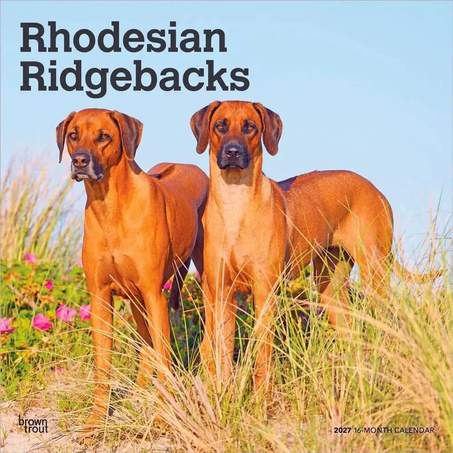 Rhodesian Ridgeback Kalender 2027