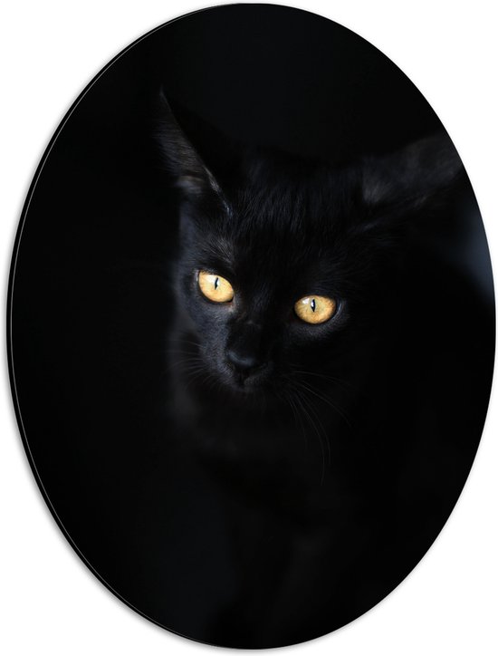 WallClassics - Dibond Ovaal - Zwarte Kat in het Donker - 30x40 cm Foto op Ovaal (Met Ophangsysteem)