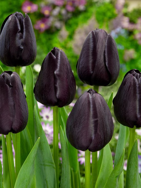 100x Tulipes 'Reine de la nuit' - Bulbes à fleurs et plantes BULBi® avec  garantie de... | bol.com