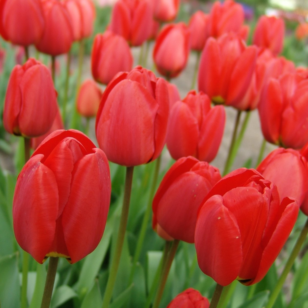 Tulp Parade | 10 stuks | Darwinhybride | Rood | Tulpenbollen