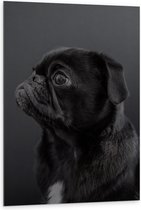 WallClassics - Dibond - Artistieke Mopshond / Pug - 80x120 cm Foto op Aluminium (Wanddecoratie van metaal)