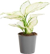 PLNTS - Aglaonema White Joy - Kamerplant - Kweekpot 12 cm - Hoogte 25 cm
