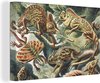 Ernst Haeckel Toile - EB 1 3:2 4-1