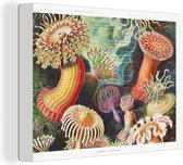 Canvas - Anemoon - Actinea - Houten frame - Muurdecoratie - Schilderij - Retro - Ernst Haeckel - Oude meesters - Schilderijen woonkamer - Canvas schildersdoek - 40x30 cm