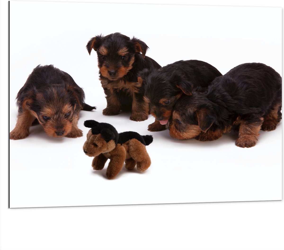 Dibond - Puppy's met Knuffel - 100x75 cm Foto op Aluminium (Met Ophangsysteem)