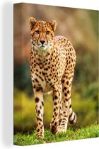 Toile - Cheetah - Herbe - Animaux - Intérieur - 30x40 cm - Toile - Peintures sur toile