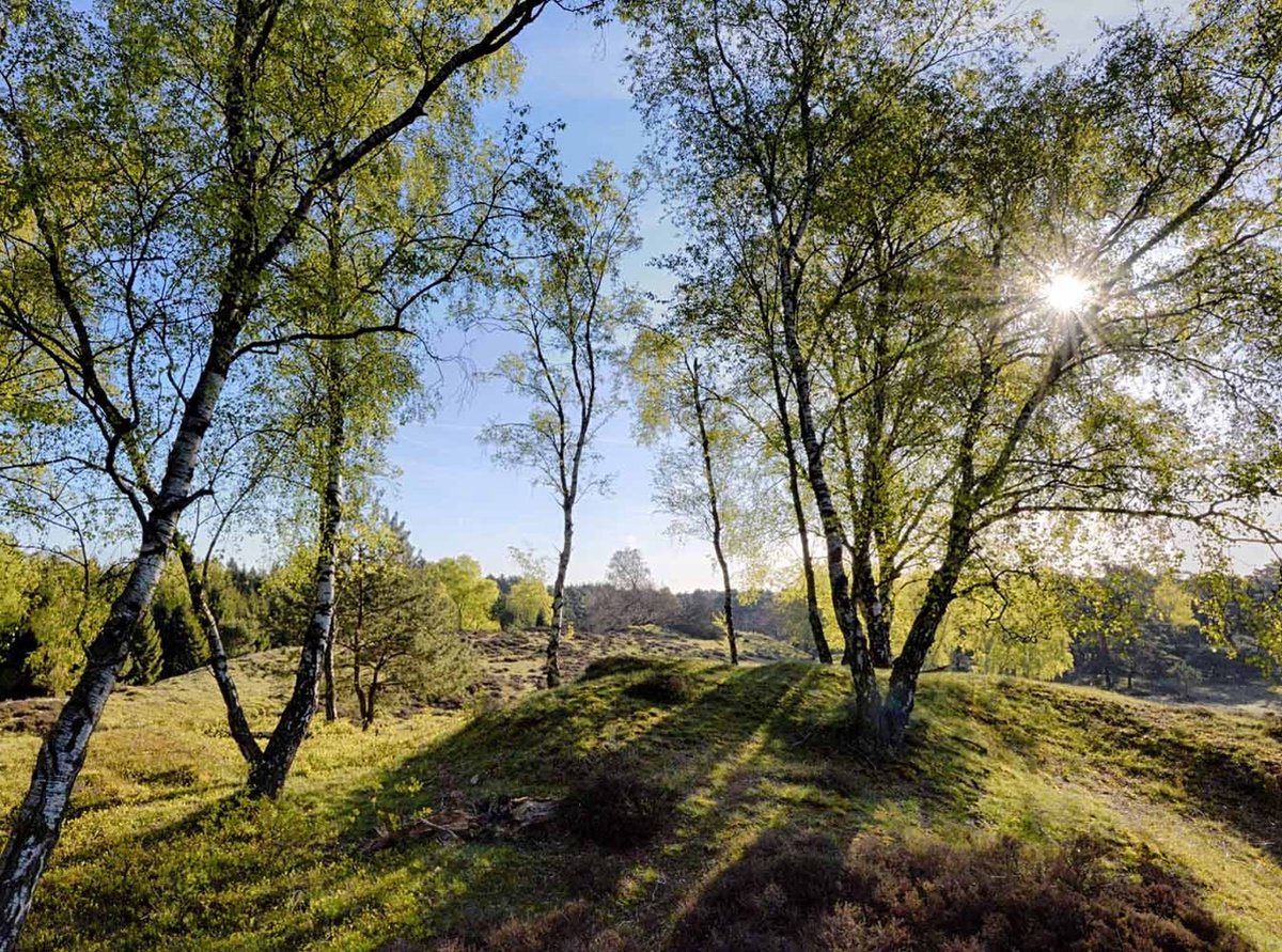 Fotobehang Berkenbos Veluwe in het voorjaar 350 x 260 cm - € 235,--