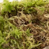 Plantje.nl - Sphagnum mos levend - Verzorging