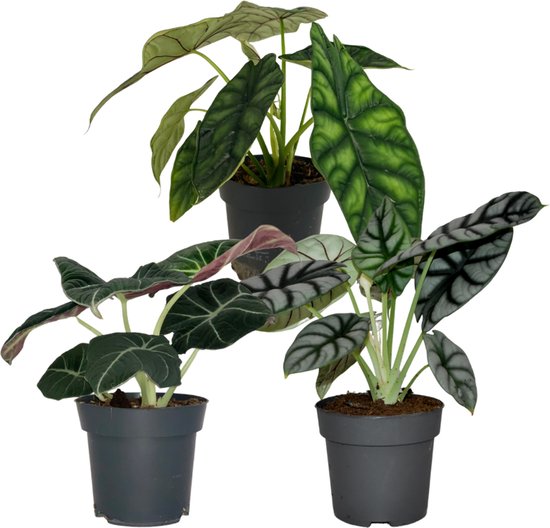 ZynesFlora - Alocasia Familie Deal - Kamerplant - Ø 12 - 14 cm - ↕ Hoogte: 25- 30 cm – Dragon Scale - Black Velvet - Silver Dragon