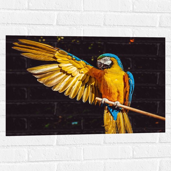 WallClassics - Muursticker - Ara Papegaai met Geel Gouden Vleugels - 75x50 cm Foto op Muursticker