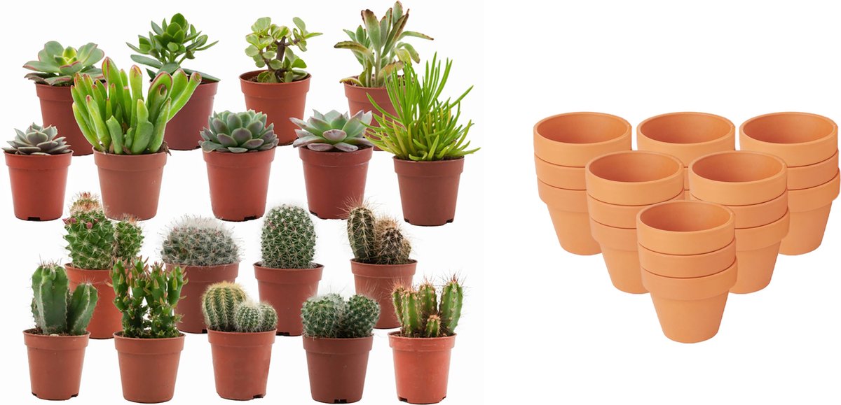 ZynesFlora - Mini Cactus & Succulenten Mix - 18 Stuks - Ø 8,1 cm Terracotta Bloempotten - 5-10 cm