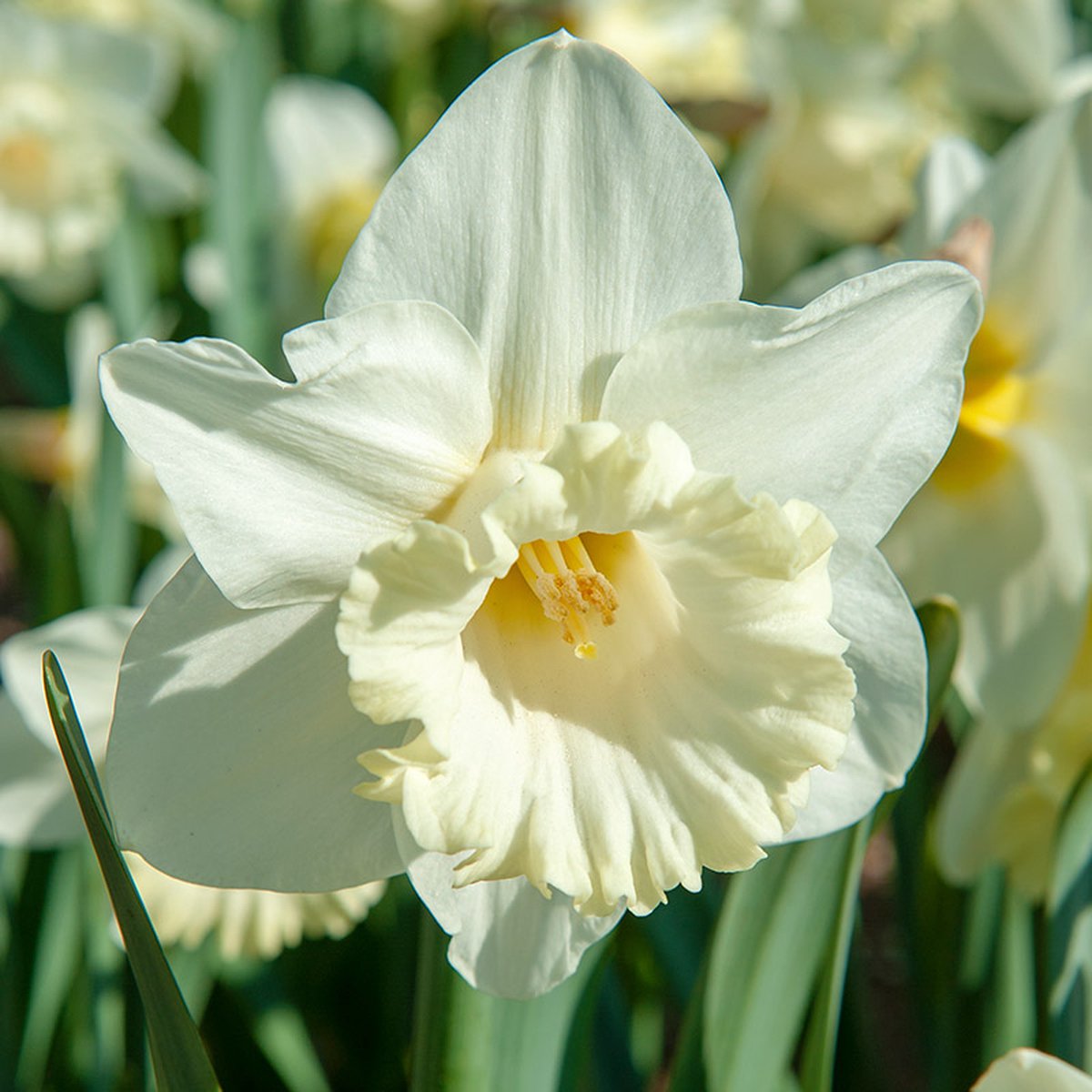Narcis Mount Hood | Trumpet | Wit | Narcissenbollen