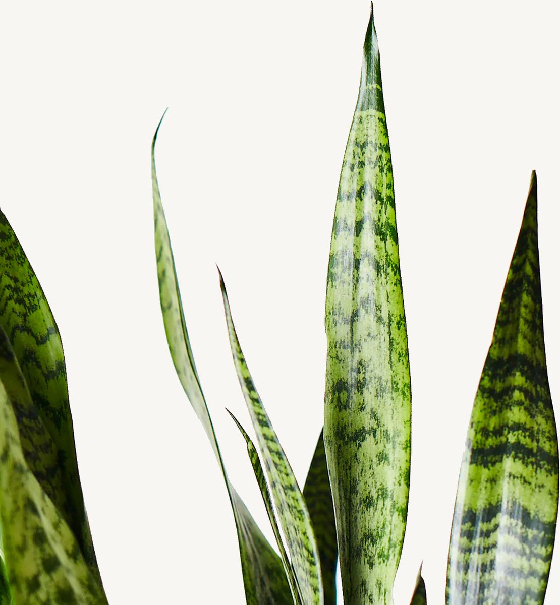 Hydroplant Sansevieria Zeylanica