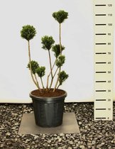 Taxus media 'Hillii'; Totale hoogte 100-120cm incl. Ø 36cm pot | Vormsnoei