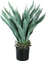 PTMD  leaves plant groen agave in pot