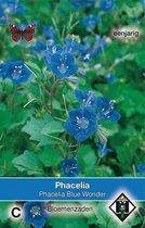 2 stuks Phacelia campanularia Blue WonderVan Hemert & Co