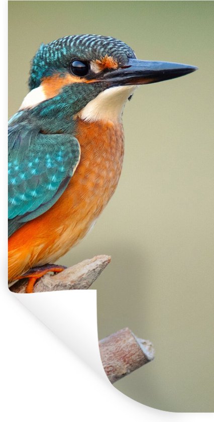 Stickers muraux - Vogel - Martin-pêcheur - Branche - 40x80 cm - Film adhésif