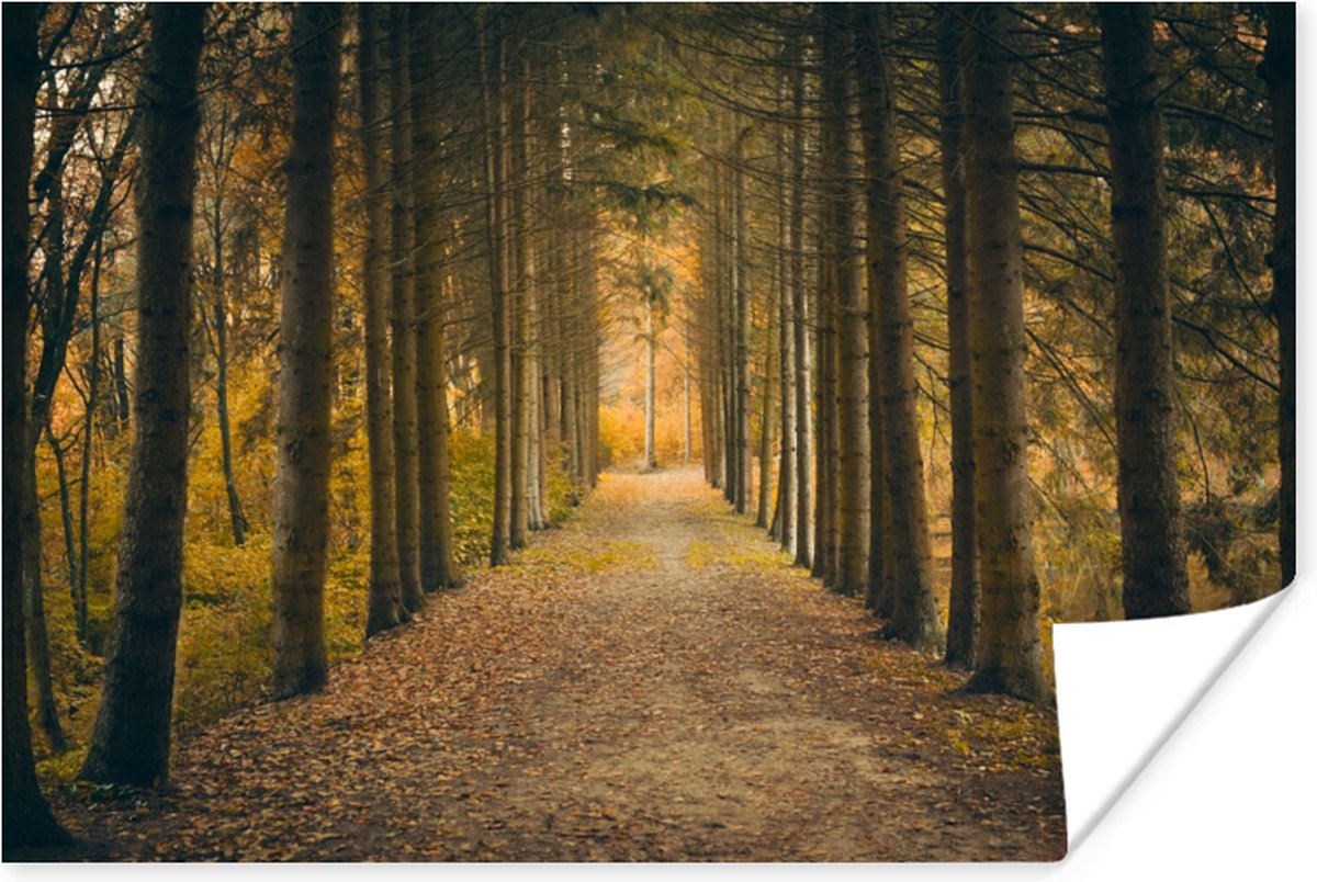 Poster Pad - Bomen - Bos - 90x60 cm