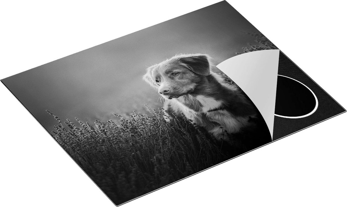 Chefcare Inductie Beschermer Retriever Hond tussen de Lavendel Bloemen - Zwart Wit - 65x50 cm - Afdekplaat Inductie - Kookplaat Beschermer - Inductie Mat