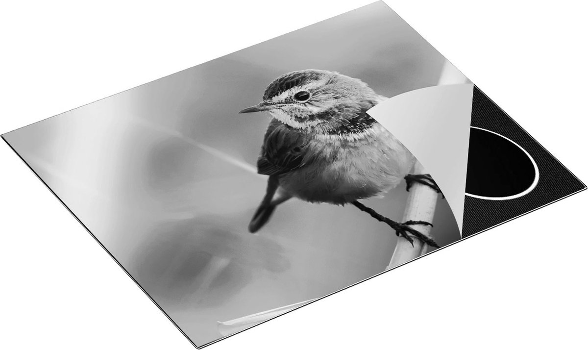 Chefcare Inductie Beschermer Kleurrijke Blauwborst Vogel op een Tak - Zwart Wit - 65x52 cm - Afdekplaat Inductie - Kookplaat Beschermer - Inductie Mat