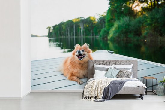 Papier peint photo peint vinyle - Poméranie se trouve sur un échafaudage largeur 450 cm x hauteur 300 cm - Tirage photo sur papier peint (disponible en 7 tailles)