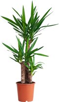 PLNTS - Elephantipes Yucca - Kamerplant Palmlelie - Kweekpot 21 cm - Hoogte 100 cm
