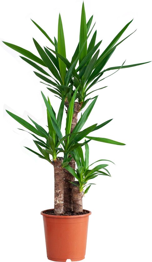 Yucca – Elephantipes – Palmlelie – Hoogte 100cm