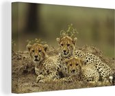 Canvas Schilderij Jonge cheetah welpen - 60x40 cm - Wanddecoratie