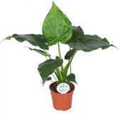 Alocasia Cucullata ↨ 70cm - hoge kwaliteit planten