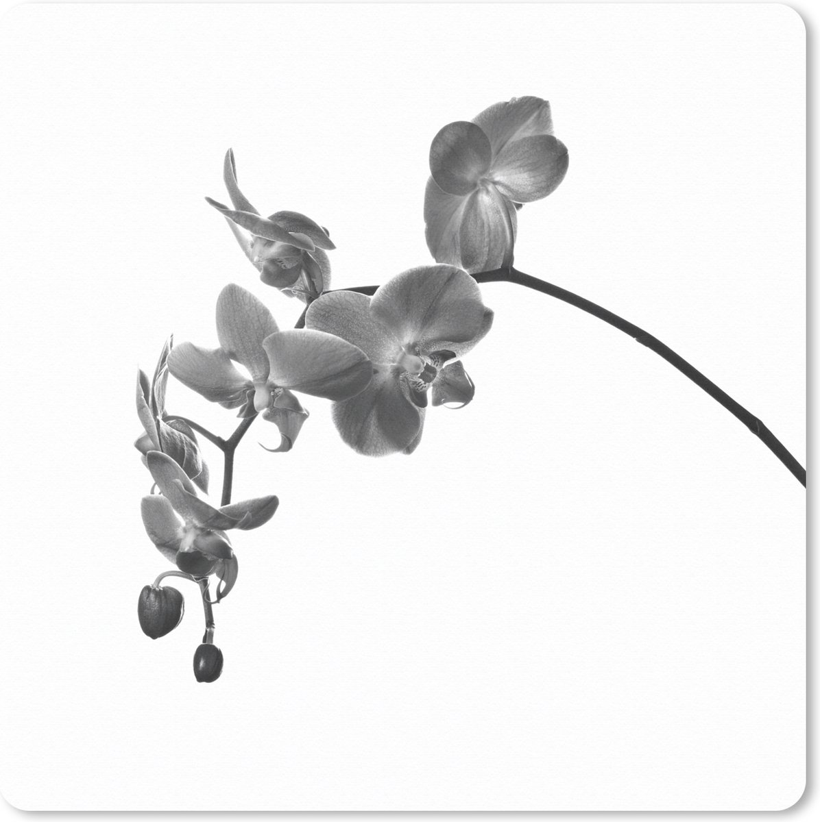 Muismat XXL 60x60 cm - Bureau onderlegger - Bureau mat Orchidee tegen witte achtergrond - zwart wit - Bureaumat - Gaming mousepad xl - Bureaulegger groot - Computer deskmat