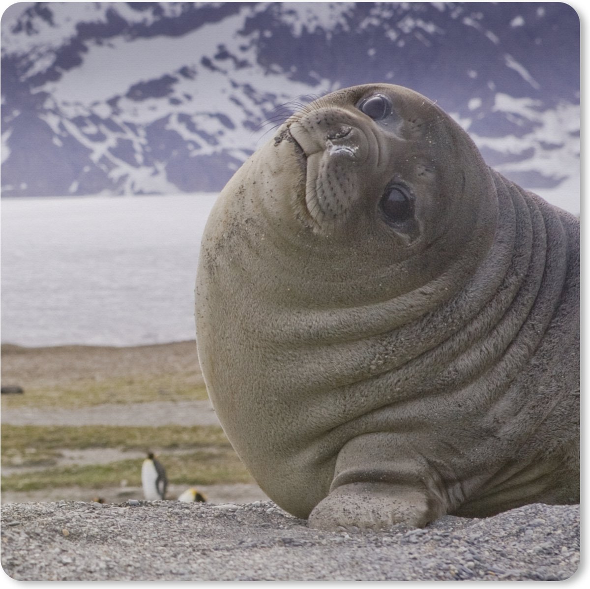 Muismat XXL 60x60 cm - Bureau onderlegger - Bureau mat Zeehonden - Grappig - Kinderen - Jongens - Meisjes - Kind - Bureaumat - Gaming mousepad xl - Bureaulegger groot - Computer deskmat