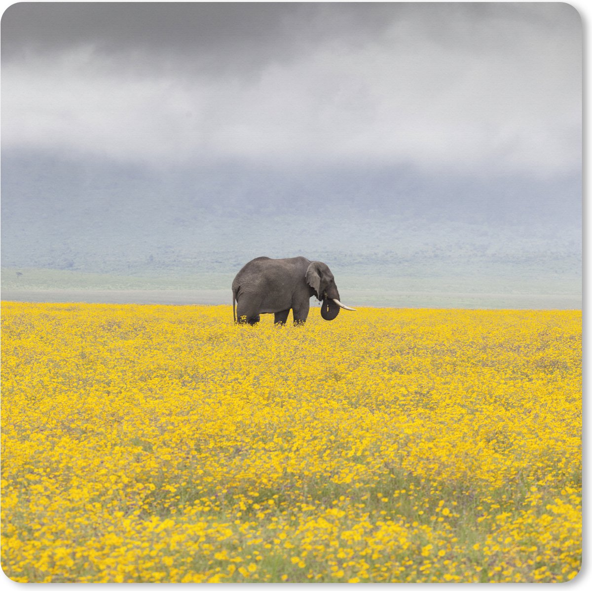 Muismat XXL 50x50 cm - Bureau onderlegger - Bureau mat Olifant - Bloemen - Natuur - Geel - Dieren - Bureaumat - Gaming mousepad xl - Bureaulegger groot - Computer deskmat