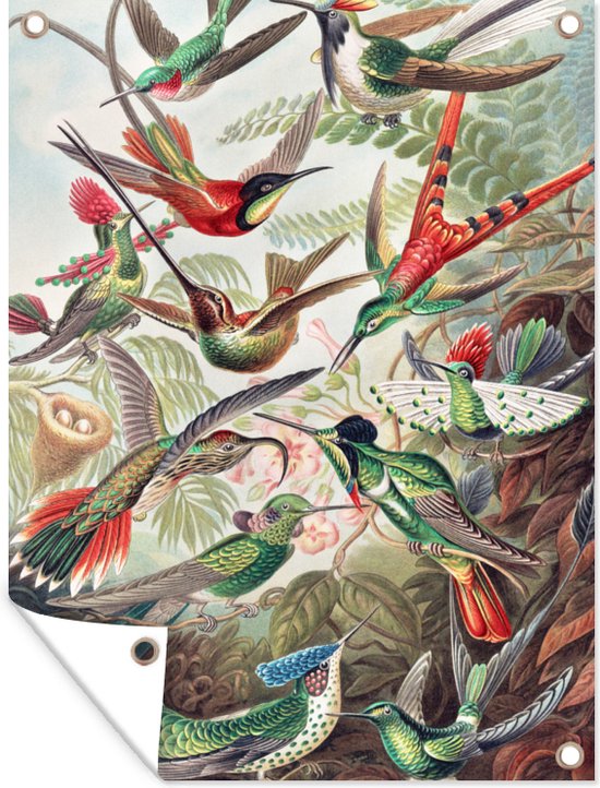 Tuin - Dieren - Kunst - Kolibrie - Ernst Haeckel - Tuinposter - Vogel - Schuttingdoek - 120x160 cm - Vintage - Vogels - Muurdecoratie - Tuindoek - Buitenposter