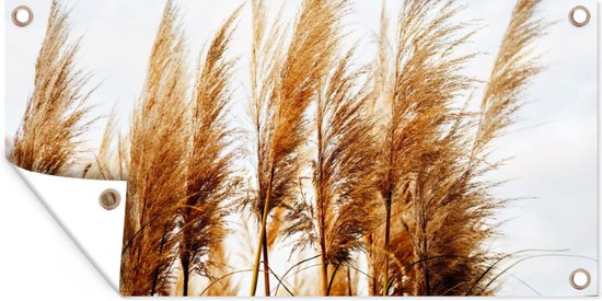 Tuinposter - Pampas - Pampas - Plant - Tuin - Tuin - Muurdecoratie - Wanddecoratie- Tuindoek