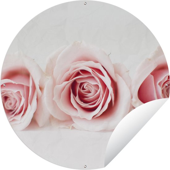Cercle de jardin Prise de vue en studio de trois roses roses côte à côte - 60x60 cm - Affiche de jardin ronde - Extérieur