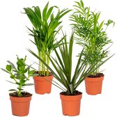 4x Onderhoudsvriendelijk Mix – Dracaena-Dypsis-Clusia-Chamaedorea - Kamerplant - ⌀12 cm -  25-45 cm