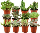 ZynesFlora | Mini Mix Succulent - 12 Pièces - Ø 5.5 cm - ↕ Hauteur: 5-10 cm - Plante succulente - Plantes succulentes - Plante d'intérieur - Succulente