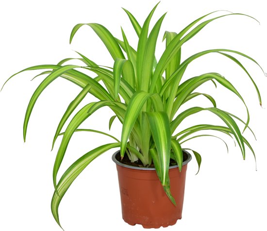 ZynesFlora - Chlorophytum - Graslelie - Kamerplant in pot - Ø 12 cm - Hoogte: 25 - 30 cm - Luchtzuiverend