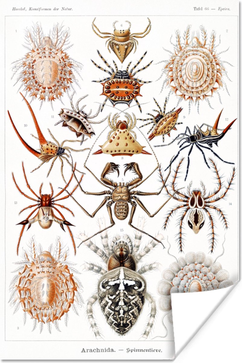 Poster Retro - Spin - Ernst Haeckel - Spinnen - 120x180 cm XXL - PosterMonkey