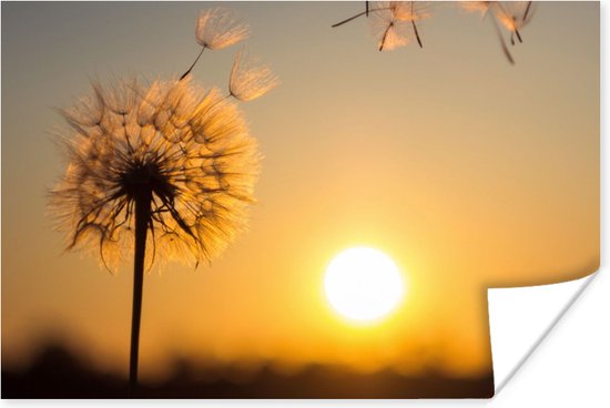 Affiche Pissenlit - Soleil - Coucher de soleil - 120x80 cm