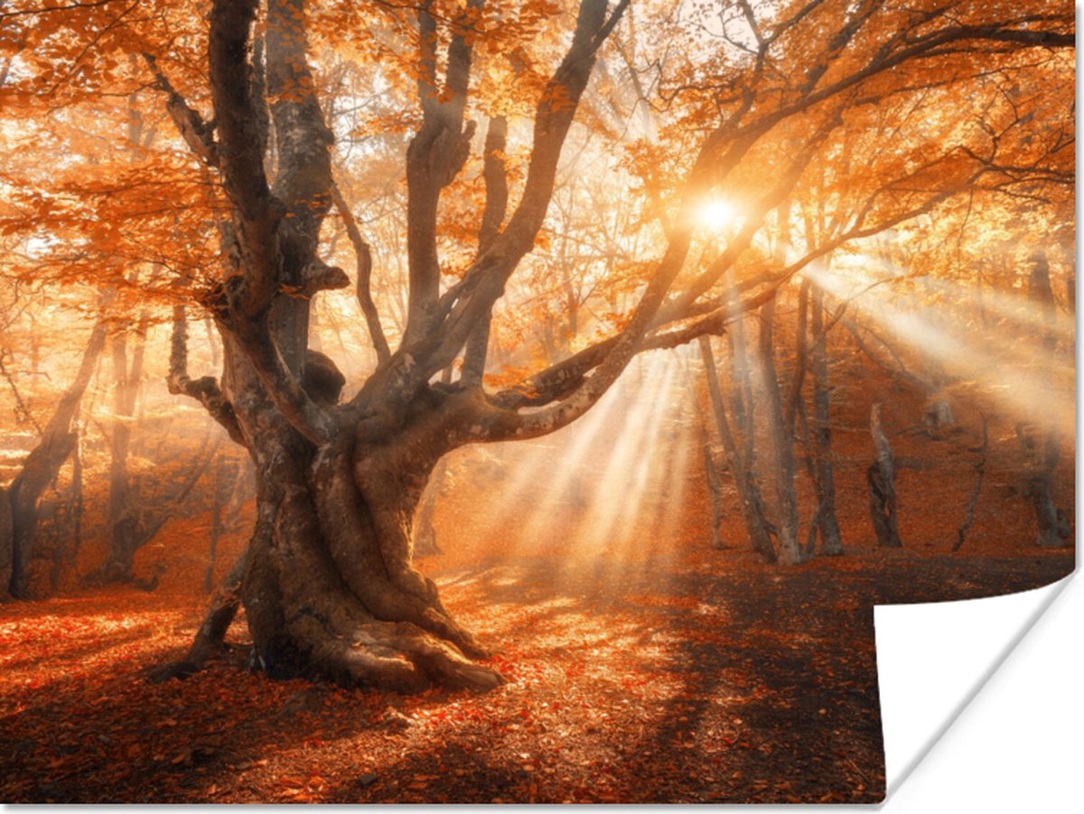Poster Boom - Natuur - Herfst - 80x60 cm