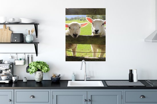 Affiche Mouton - Animaux - Ferme - 60x80 cm
