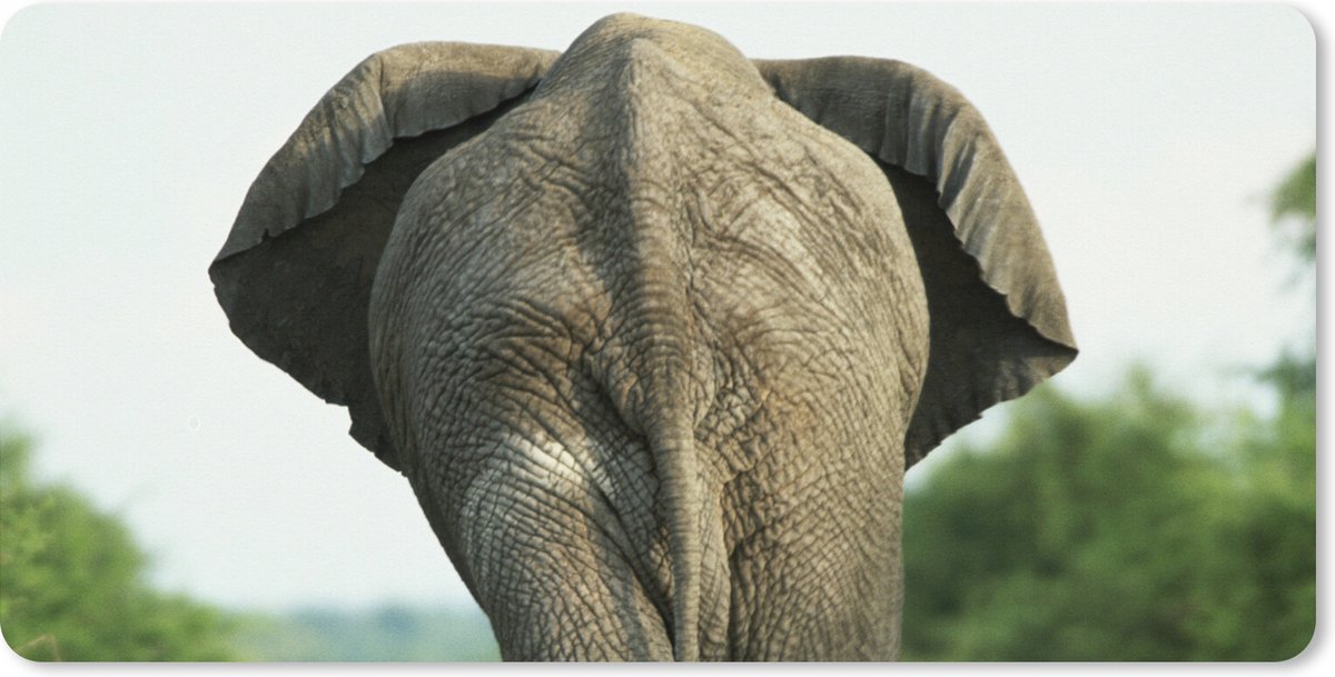 Muismat XXL 90x45 cm - Bureau onderlegger - Bureau mat Olifant - Pad - Dieren - Natuur - Bureaumat - Gaming mousepad xl - Bureaulegger groot - Computer deskmat