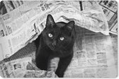 Muismat XXL - Bureau onderlegger - Bureau mat - Zwarte kat tussen de kranten - 90x60 cm - XXL muismat