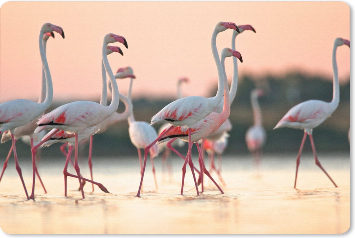 Muismat XXL 120x80 cm - Bureau onderlegger - Bureau mat Groep flamingo's bij zonsondergang in Italië - Bureaumat - Gaming mousepad xl - Bureaulegger groot - Computer deskmat